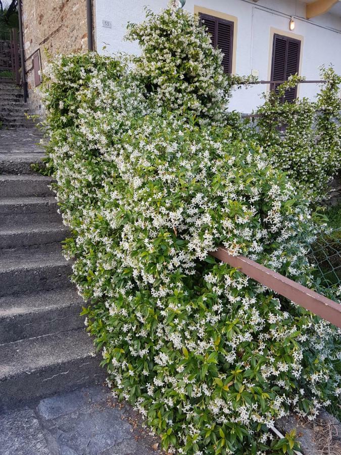 La Palma Villa Miazzina Exteriör bild